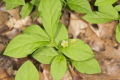 Running Strawberry Bush, Euonymus obovatus