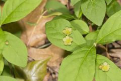 Running Strawberry Bush, Euonymus obovatus