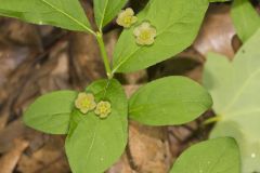 Running Strawberry Bush, Euonymus obovatus