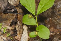 Running Strawberry Bush, Euonymus obovatus