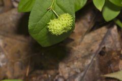 Running Strawberry Bush, Euonymus obovatus