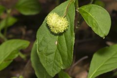 Running Strawberry Bush, Euonymus obovatus