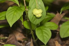 Running Strawberry Bush, Euonymus obovatus