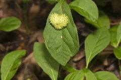 Running Strawberry Bush, Euonymus obovatus