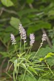 Sampson's Snakeroot, Orbexilum pedunculatum