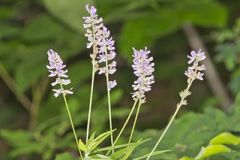 Sampson's Snakeroot