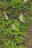 Sampson's Snakeroot, Orbexilum pedunculatum