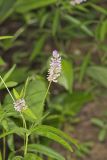 Sampson's Snakeroot, Orbexilum pedunculatum