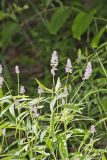 Sampson's Snakeroot, Orbexilum pedunculatum