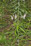 Sampson's Snakeroot, Orbexilum pedunculatum