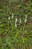 Sampson's Snakeroot, Orbexilum pedunculatum