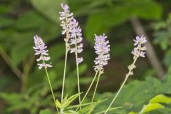 Sampson's Snakeroot, Orbexilum pedunculatum