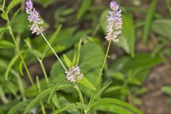Sampson's Snakeroot, Orbexilum pedunculatum