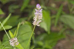 Sampson's Snakeroot, Orbexilum pedunculatum