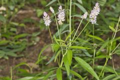 Sampson's Snakeroot, Orbexilum pedunculatum