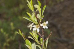 Sand Cherry