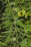 Sand Vine, Cynanchum laeve