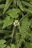 Sand Vine, Cynanchum laeve