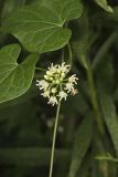 Sand Vine, Cynanchum laeve