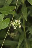 Sand Vine, Cynanchum laeve