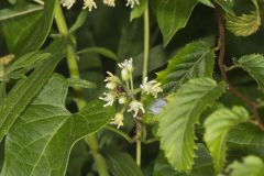 Sand Vine, Cynanchum laeve