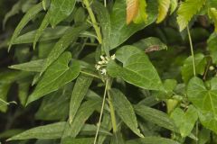 Sand Vine, Cynanchum laeve