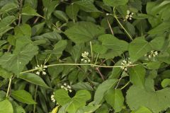 Sand Vine, Cynanchum laeve