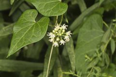 Sand Vine, Cynanchum laeve