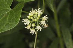 Sand Vine, Cynanchum laeve