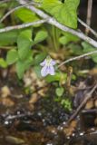 Sand Violet, Viola affinis