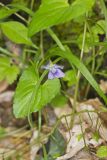 Sand Violet, Viola affinis
