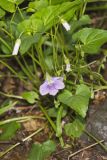 Sand Violet, Viola affinis
