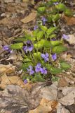 Sand Violet, Viola affinis