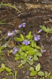 Sand Violet, Viola affinis