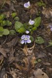 Sand Violet, Viola affinis