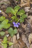 Sand Violet, Viola affinis