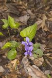 Sand Violet, Viola affinis