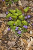 Sand Violet, Viola affinis