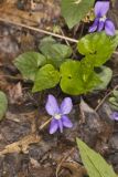 Sand Violet, Viola affinis