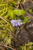 Sand Violet, Viola affinis