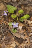Sand Violet, Viola affinis