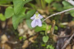 Sand Violet, Viola affinis