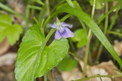 Sand Violet, Viola affinis
