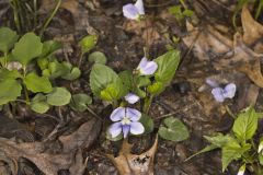 Sand Violet, Viola affinis
