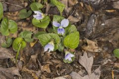 Sand Violet, Viola affinis