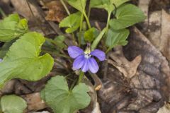Sand Violet, Viola affinis