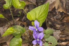 Sand Violet, Viola affinis