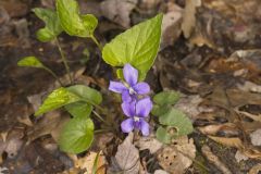 Sand Violet, Viola affinis