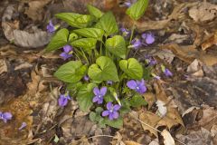 Sand Violet, Viola affinis