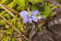 Sand Violet, Viola affinis